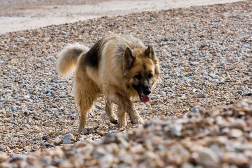 Dog On The Beach