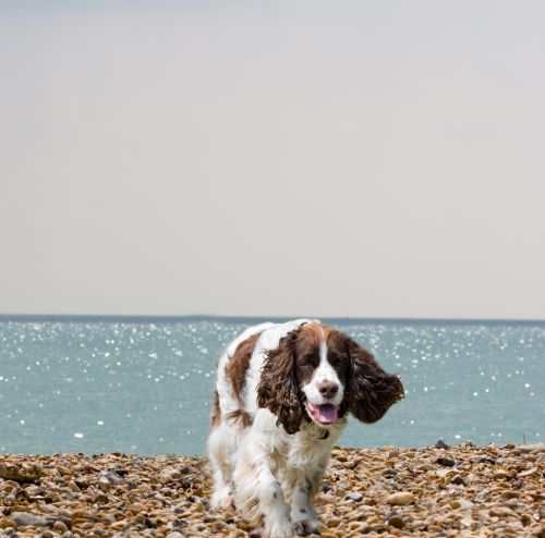 Dog On The Beach