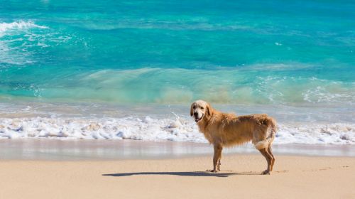 Dog On The Beach