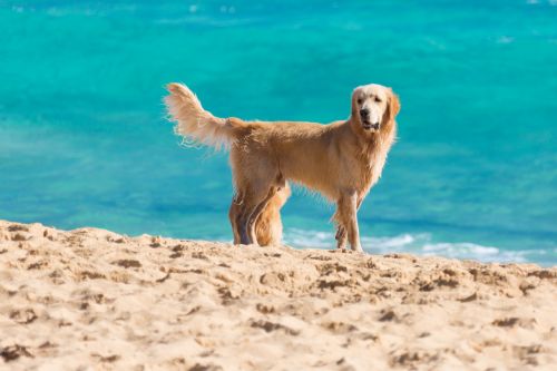 Dog On The Beach