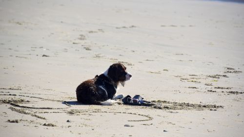 Dog On The Beach