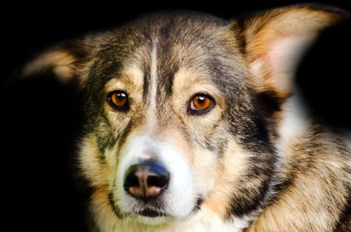 Dog On The Black Background