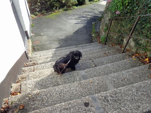 Dog On The Steps