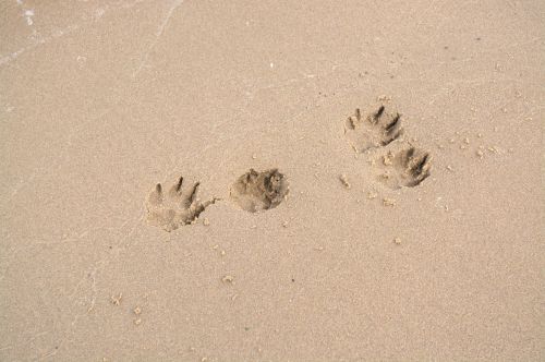 dog paw traces paw print