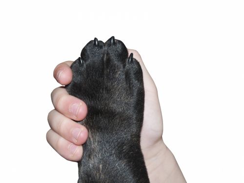 Dog Paw And Hand
