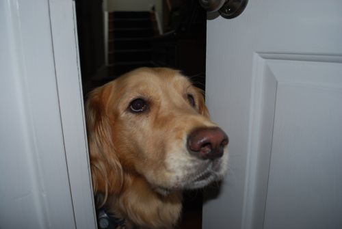 Dog Peeking Through Door