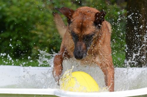 dog pool dog swimming pool malinois