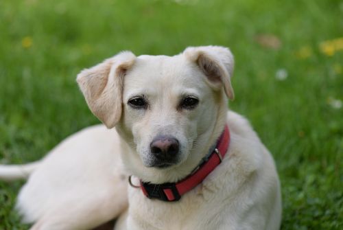 dog portrait cute hybrid