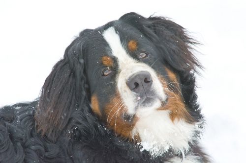 dog portrait snow pet
