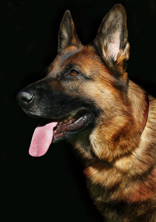 dog portrait dog german shepherd