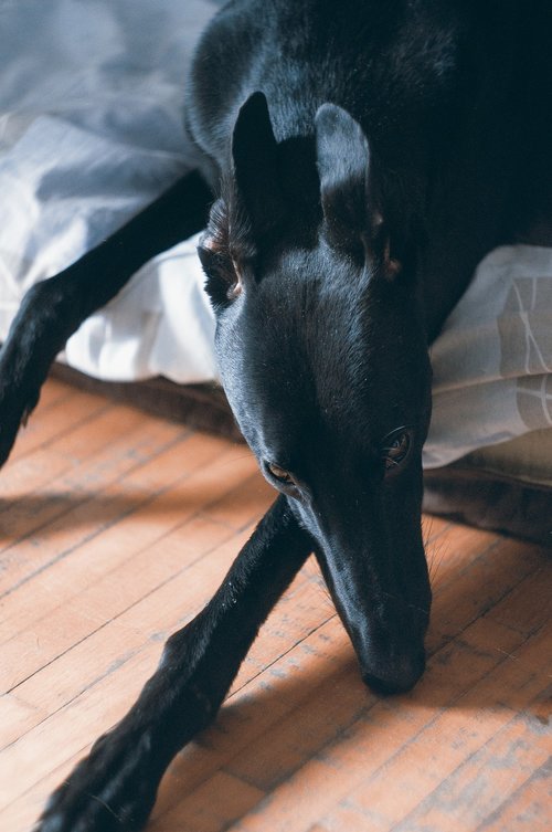 dog portrait  greyhound  black greyhound