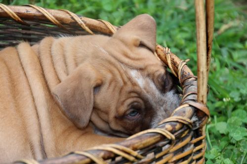 dog puppy wrinkled basket wrinkles