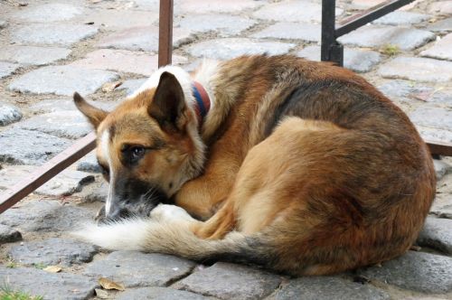 dog resting animals stray dog