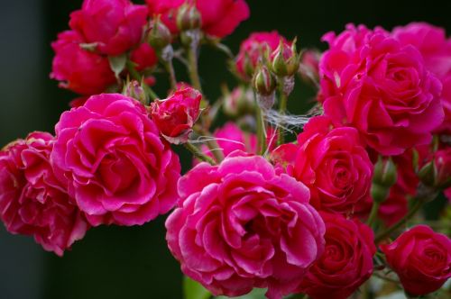 dog rose flower pink