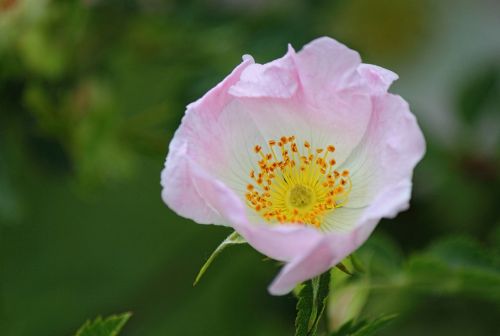 dog rose wild rose