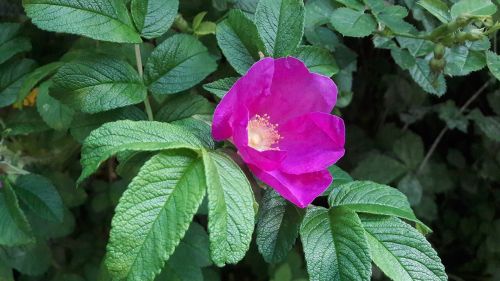 dog rose ros flower