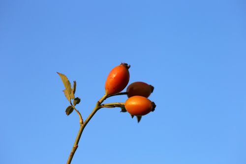 dog rose red plant