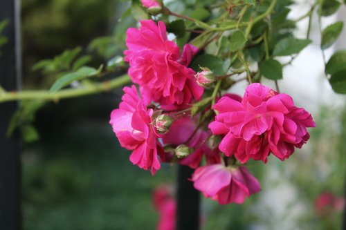 dog rose  pink rose  rose