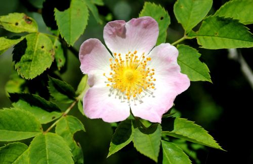 dog rose flower blossom