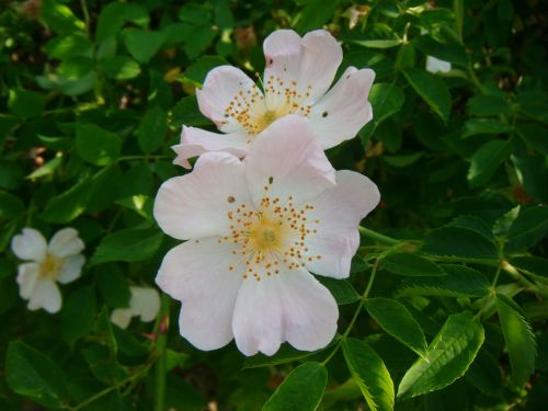 Dog Rose