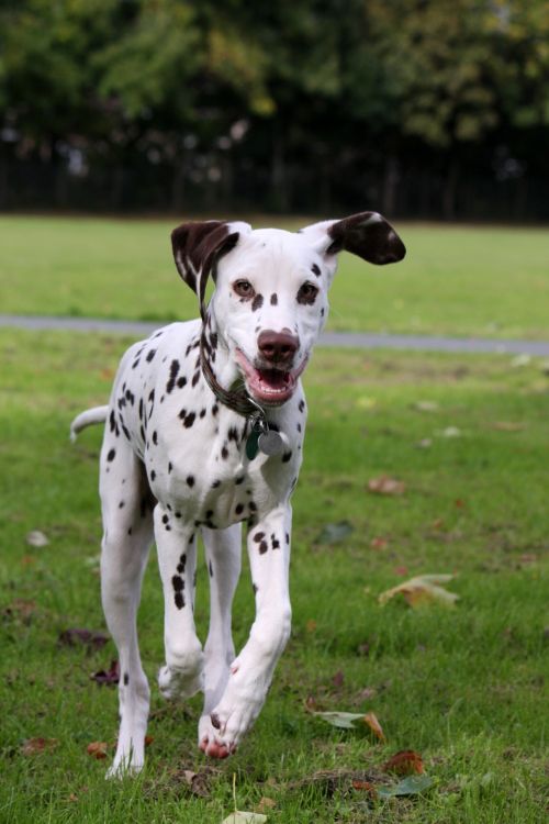 Dog Running Dalmatian Puppy