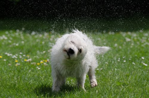 dog shakes itself funny drop of water