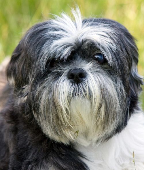 Dog, Shih Tzu