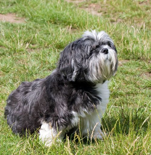 Dog, Shih Tzu