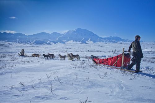 dog sled snow wilderness