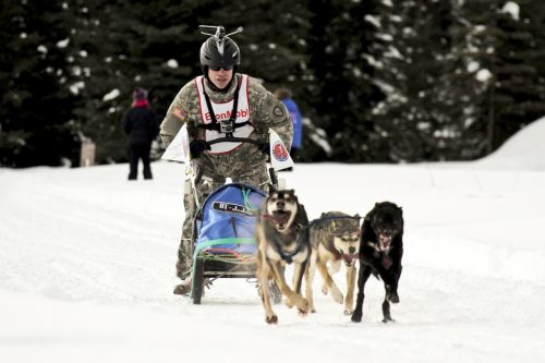 dog sled team competition race