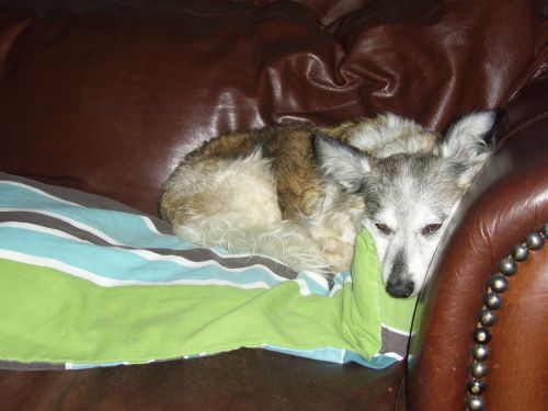 Dog Sleeping On Couch