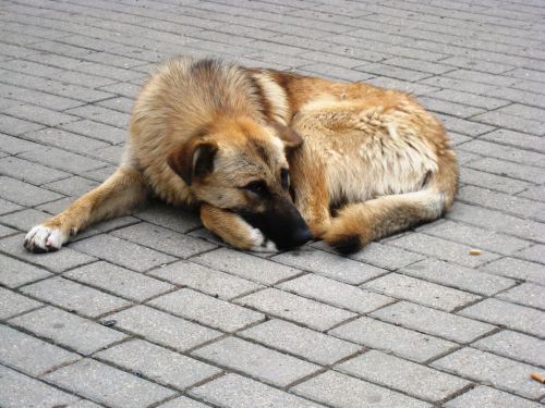 Dog Sleeps On The Street