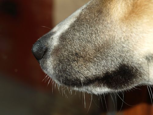 dog snout snout nose