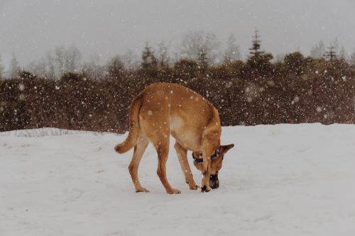 dog snow shepherd snow