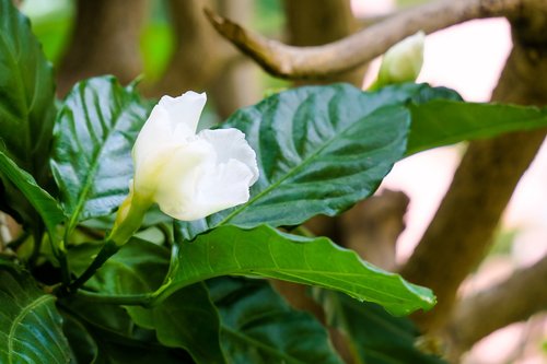 dog tooth flower  leaf  nature