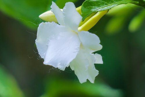 dog tooth flower  leaf  nature