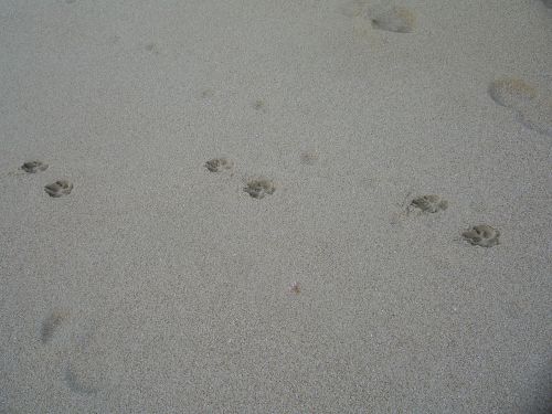 dog tracks beach sand