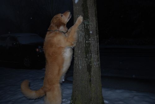 Dog Trying To Get A Squirrel