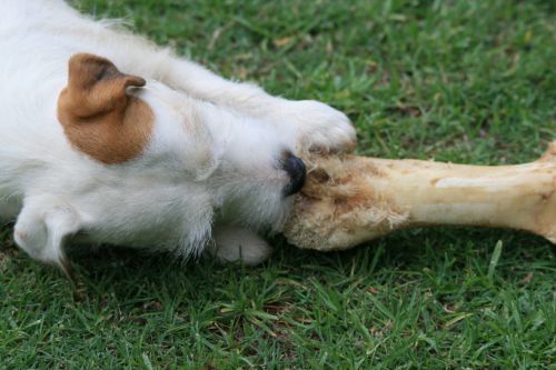 Dog Tugging At Bone