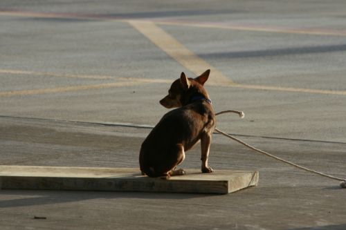 Dog Under A Bridge