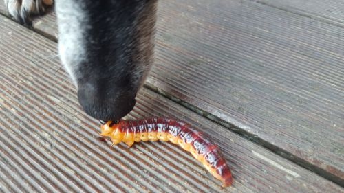 Dog Vs Worm 1