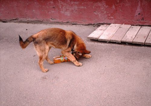 Dog Wants To Drink