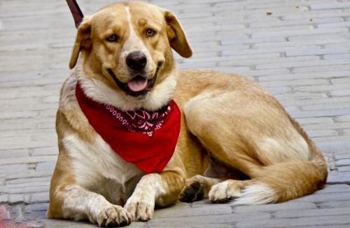 Dog Wearing Red Bandanna