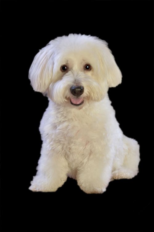 Dog White Fluffy