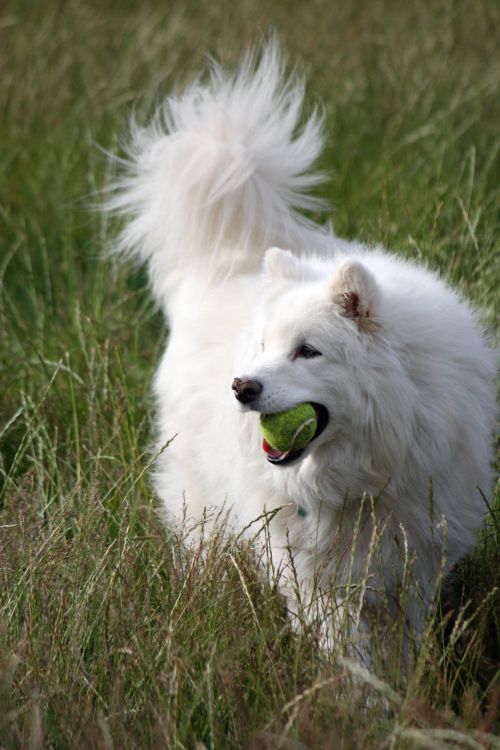 Dog With Ball