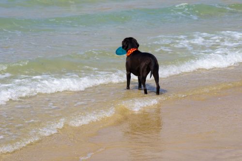 Dog With Frisbee At Beach