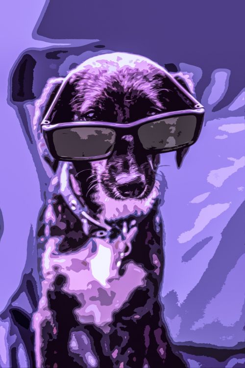 Dog With Glasses