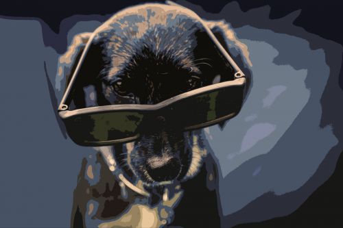 Dog With Glasses