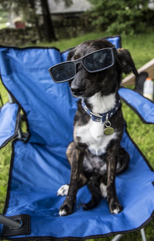 Dog With Glasses