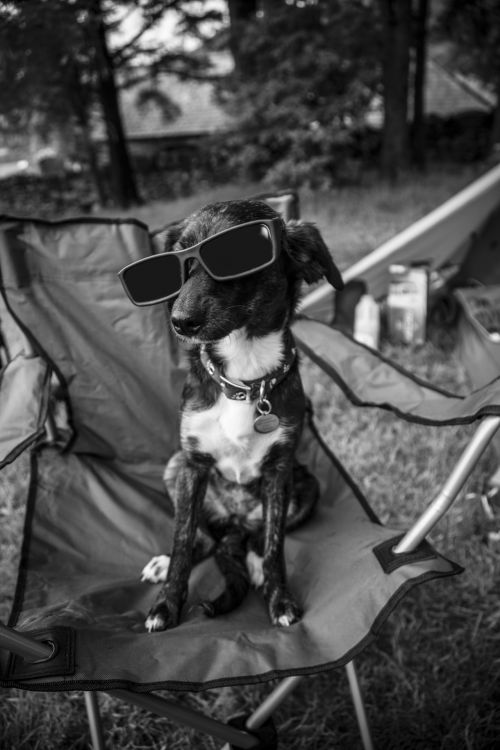 Dog With Glasses